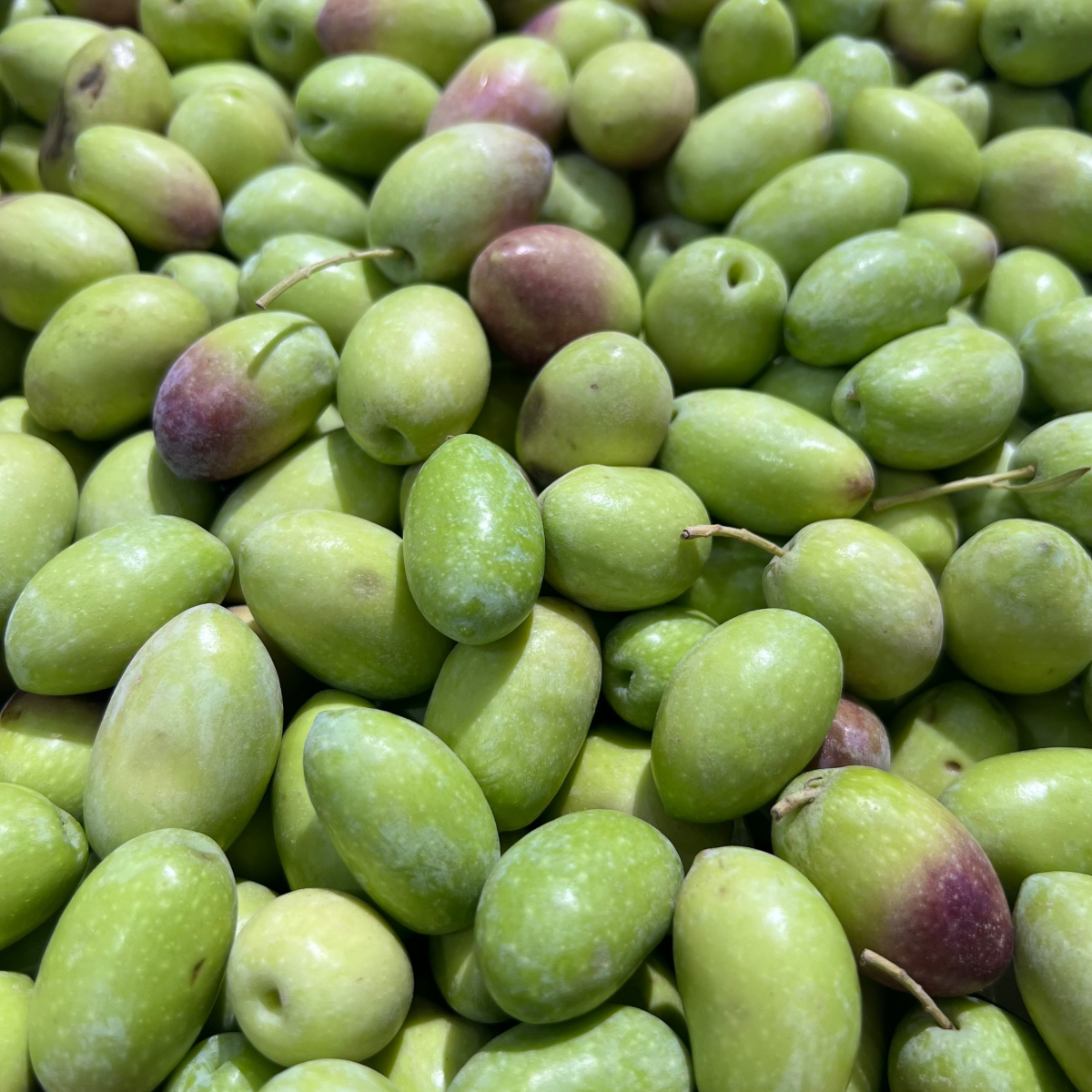 Fresh Local Green Olives - Perfect Quality & Flavor | AED24 per kg -  Khairat Lebanon